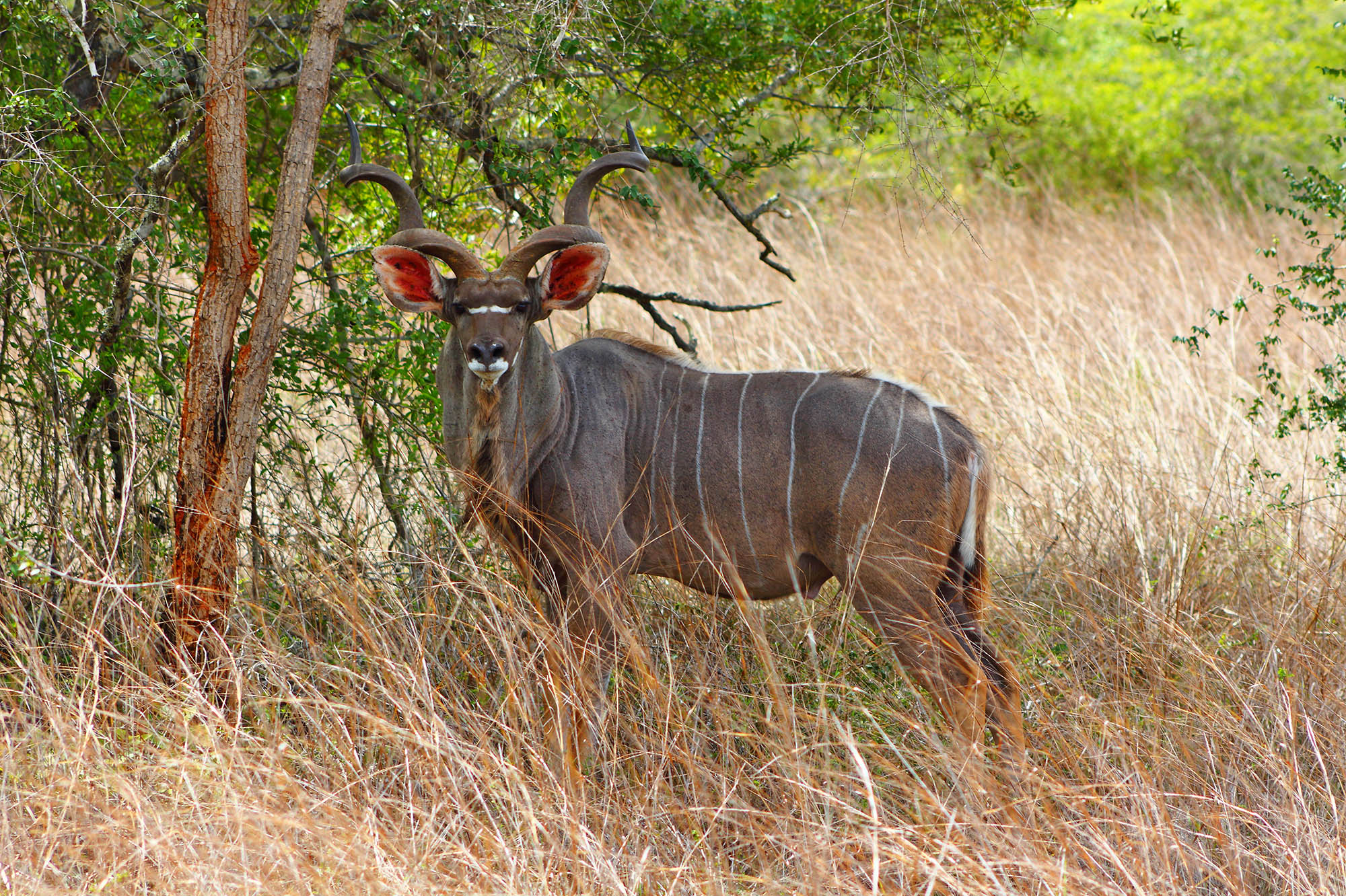 Parque Nacional da Quiçama