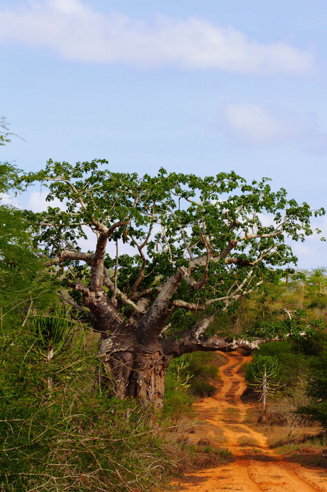 Parque Nacional da Quiçama