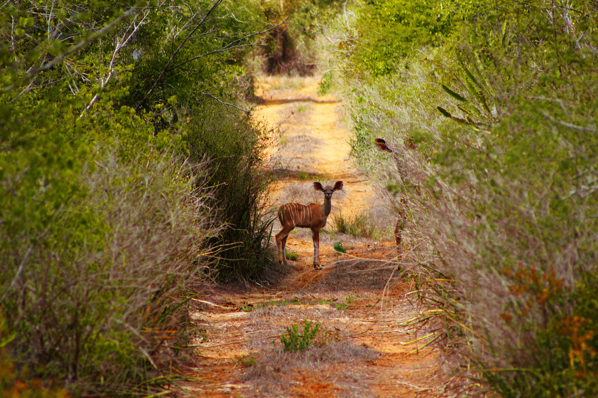 Parque Nacional da Quiçama