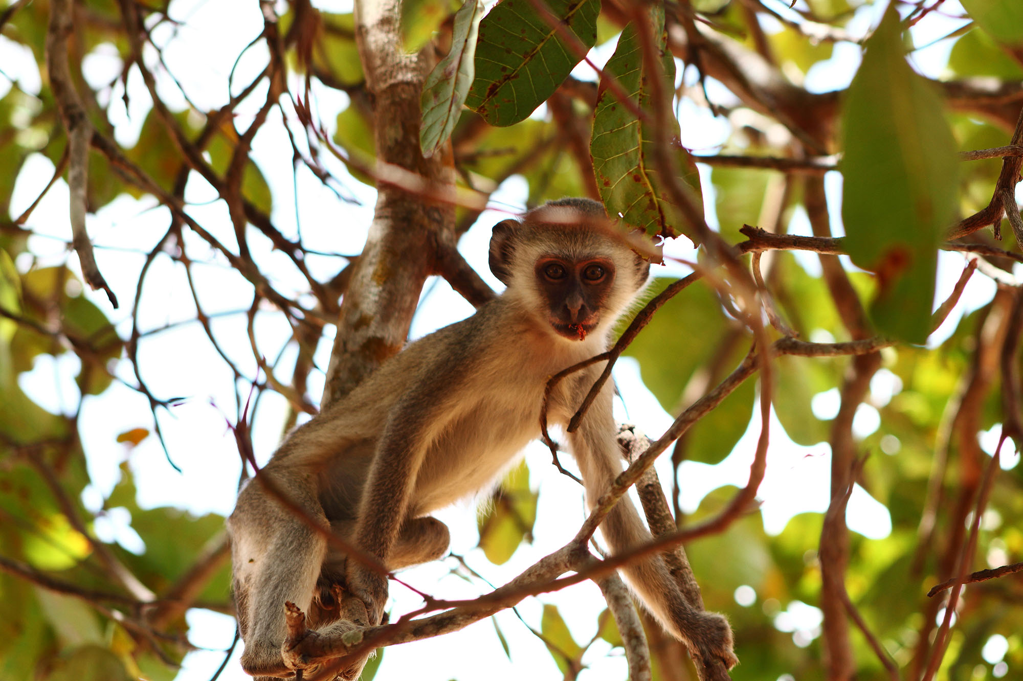 Parque Nacional da Quiçama