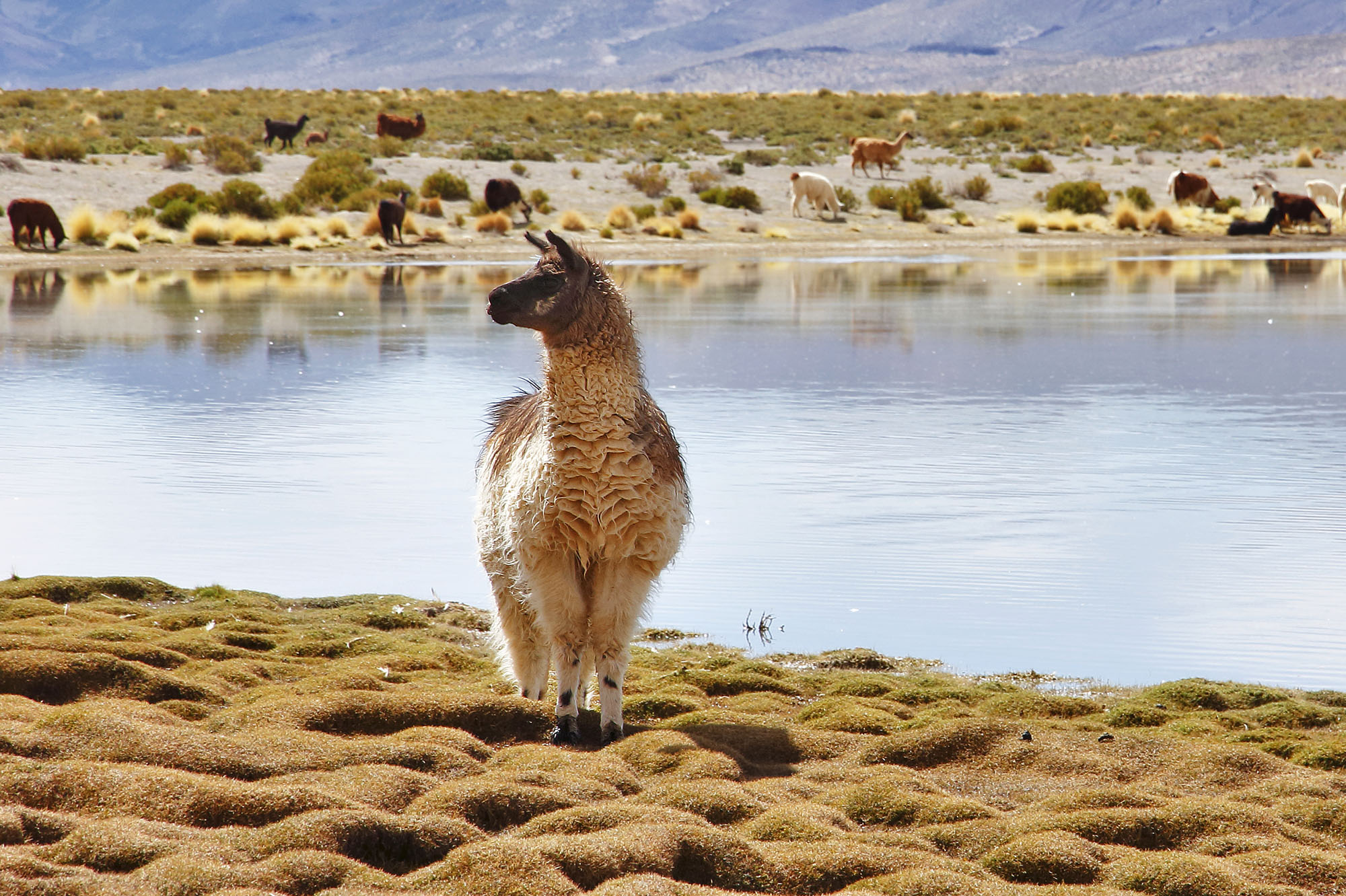 Laguna Vinto