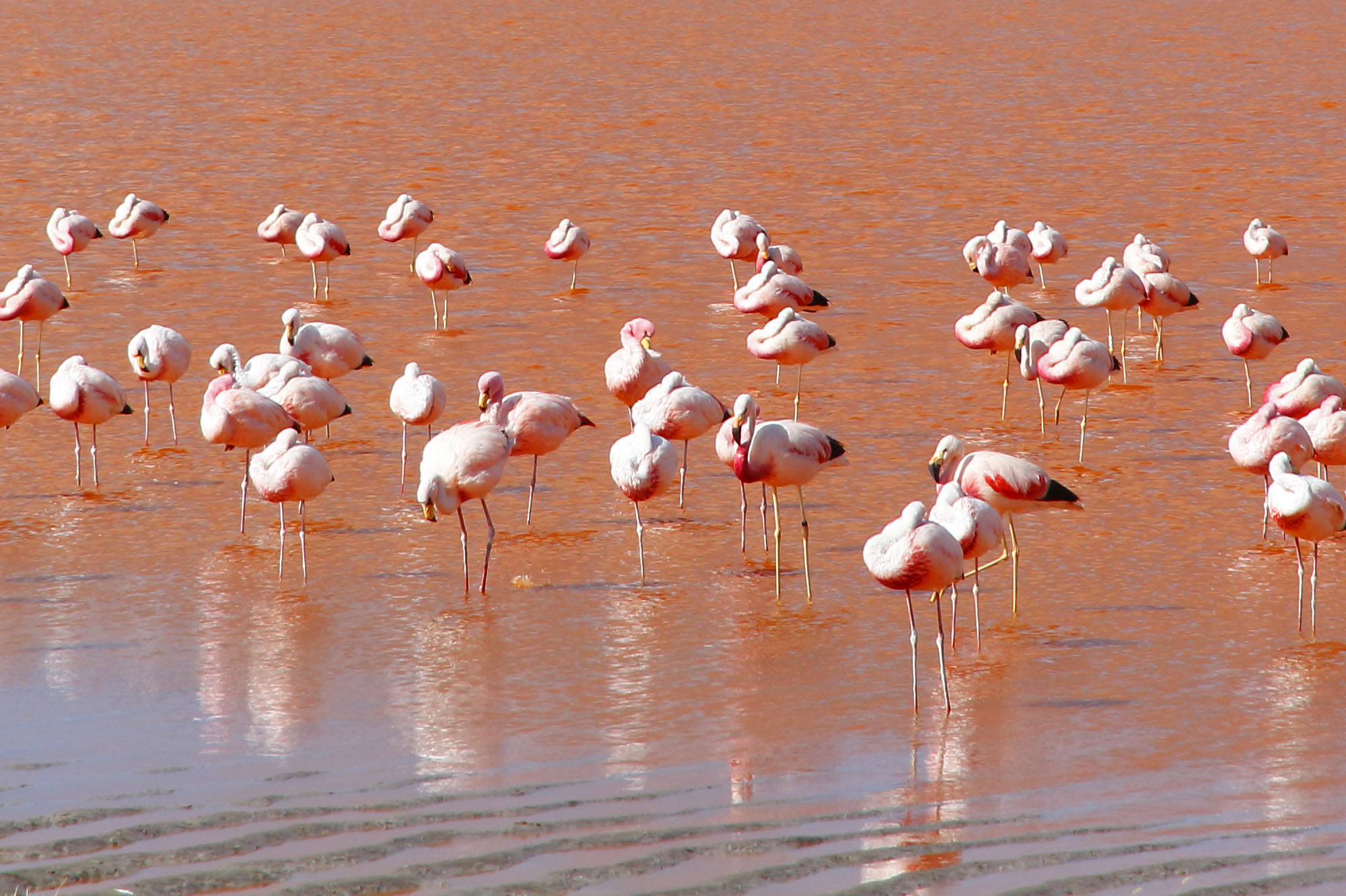 Laguna Colorada