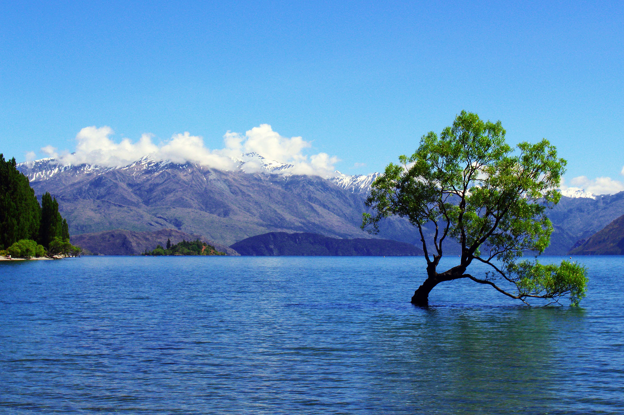 Wanaka Tree