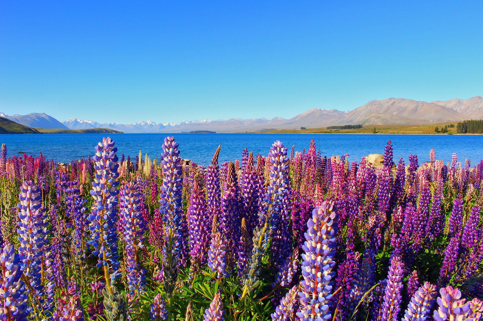 Lake Tekapo